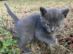 peppermint - Maine Coon Cat For Sale - Columbus&comma; GA&comma; US