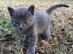 Jesper - Maine Coon Cat For Sale - Columbus&comma; GA&comma; US