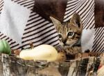 F4 Savannah Babies - Savannah Cat For Sale - Lakeland&comma; FL&comma; US