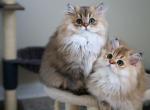 Vivi - Scottish Straight Cat For Sale - Levittown&comma; PA&comma; US