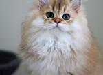 Vince - Scottish Straight Cat For Sale - Levittown&comma; PA&comma; US