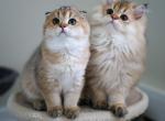 Vanilla - Scottish Fold Cat For Sale - Levittown&comma; PA&comma; US