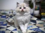 Finn - Ragdoll Cat For Sale - Tuscaloosa&comma; AL&comma; US