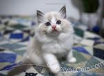 Jake - Ragdoll Cat For Sale - Tuscaloosa&comma; AL&comma; US