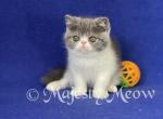Nikita - Exotic Cat For Sale - Yucca Valley&comma; CA&comma; US