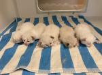 Daisys litter - Ragdoll Cat For Sale - Freeburg&comma; PA&comma; US