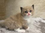 Clover - Ragdoll Cat For Sale - Freeburg&comma; PA&comma; US
