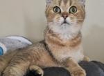 Kevin - British Shorthair Cat For Sale - 