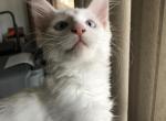 Blue eyes pure white Gustaf baby boy - Maine Coon Cat For Sale - Chipley&comma; FL&comma; US
