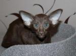 Onrir - Oriental Cat For Sale - Pembroke Pines&comma; FL&comma; US