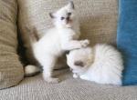 Zap - Ragdoll Cat For Sale - Los Angeles, CA, US
