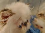 Himalayan Kittens - Himalayan Cat For Sale - Satellite Beach&comma; FL&comma; US