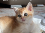 British black golden chinchilla - British Shorthair Cat For Sale - Staten Island&comma; NY&comma; US