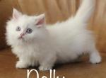 Dolly - Minuet Cat For Sale - Capon Bridge&comma; WV&comma; US