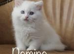 Domino - Minuet Cat For Sale - Capon Bridge&comma; WV&comma; US