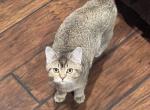 Scottish Straight Golden YuYu - Scottish Straight Cat For Sale - Houston&comma; TX&comma; US