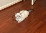 Scottish fold Snowy - Scottish Fold Cat For Sale - Houston&comma; TX&comma; US