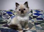 Cyan - Ragdoll Cat For Sale - Tuscaloosa&comma; AL&comma; US