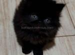 Fortnite black persian exotic longhair baby boy - Persian Cat For Sale - Los Angeles&comma; CA&comma; US