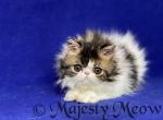 Isabelle - Persian Cat For Sale - Yucca Valley&comma; CA&comma; US