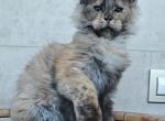 Mira - Maine Coon Cat For Sale - Hollywood&comma; FL&comma; US