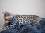 August litter - Bengal Cat For Sale - Arvada&comma; CO&comma; US