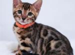Chanel litter - Bengal Cat For Sale - Arvada&comma; CO&comma; US