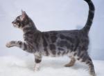 Floyd - Bengal Cat For Sale - Arvada&comma; CO&comma; US