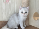 Max - British Shorthair Cat For Sale - Jacksonville&comma; FL&comma; US