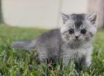 Larry - British Shorthair Cat For Sale - Jacksonville&comma; FL&comma; US