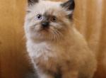 Dante - Minuet Cat For Sale - Capon Bridge&comma; WV&comma; US