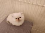 Violet's kitten - Persian Cat For Sale - Greenville&comma; OH&comma; US