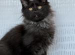 Elsa - Maine Coon Cat For Sale - Philadelphia&comma; PA&comma; US