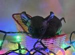 Junior - Sphynx Cat For Sale - Thurmont&comma; MD&comma; US