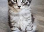 Charlie - Maine Coon Cat For Sale - Russellville&comma; MO&comma; US