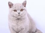 Uma Thurman - British Shorthair Cat For Sale - Miami&comma; FL&comma; US