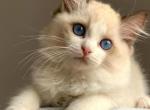 Figaro - Ragdoll Cat For Sale - Miami&comma; FL&comma; US