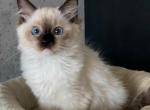 Fifi - Ragdoll Cat For Sale - Miami&comma; FL&comma; US