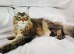 Luka - Maine Coon Cat For Sale - Brooklyn&comma; NY&comma; US
