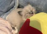Gorgeous male - Ragdoll Cat For Sale - Mount Joy&comma; PA&comma; US