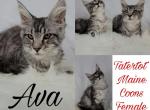 Ava - Maine Coon Cat For Sale - Braham&comma; MN&comma; US