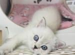 BUDDY  Scottish straight male - Scottish Straight Cat For Sale - Baton Rouge&comma; LA&comma; US