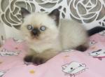TOBY seal point shorthair - Scottish Straight Cat For Sale - Baton Rouge&comma; LA&comma; US