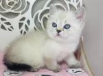 CLEO Scottish Straight female - Scottish Straight Cat For Sale - Baton Rouge&comma; LA&comma; US