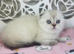 LUNA Scottish fold female - Scottish Fold Cat For Sale - Baton Rouge&comma; LA&comma; US