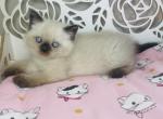 TOBY seal point shorthair - Scottish Straight Cat For Sale - Austin&comma; TX&comma; US