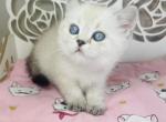 CLEO Scottish Straight female - Scottish Straight Cat For Sale - Austin&comma; TX&comma; US