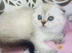 LUNA Scottish fold female - Scottish Fold Cat For Sale - Austin&comma; TX&comma; US