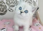OLIVER Scottish straight male - Scottish Straight Cat For Sale - Sunnyvale&comma; CA&comma; US