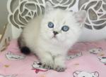 CLEO Scottish Straight female - Scottish Straight Cat For Sale - Sunnyvale&comma; CA&comma; US